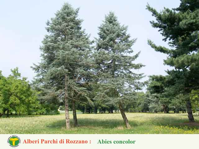 Abies concolor