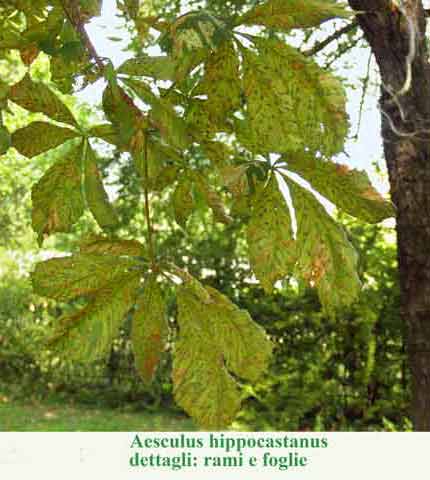 Aesculus hippocastanum dettagli
