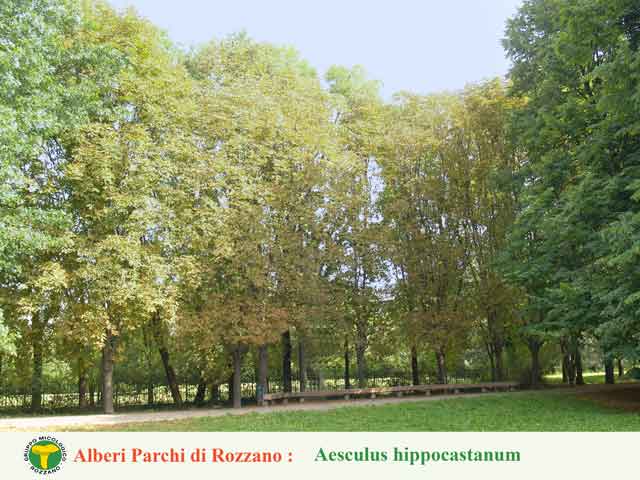 Aesculus hippocastanum