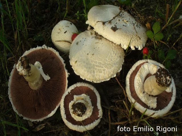 Agaricus pampeanus