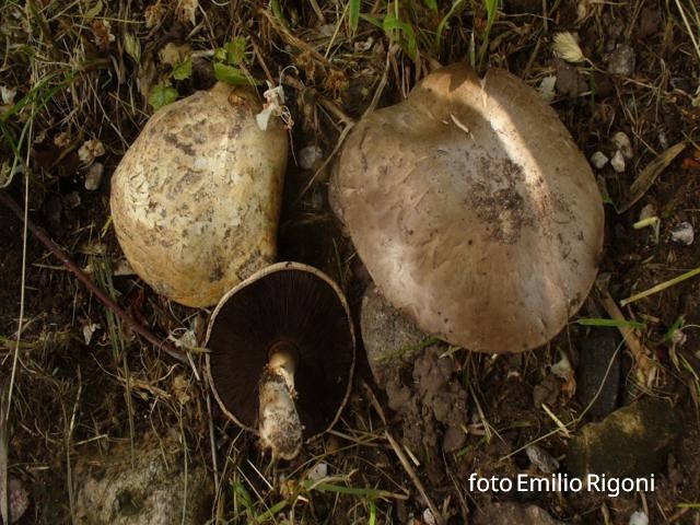 Agaricus bisporus