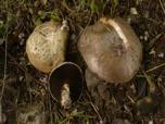 Agaricus bisporus