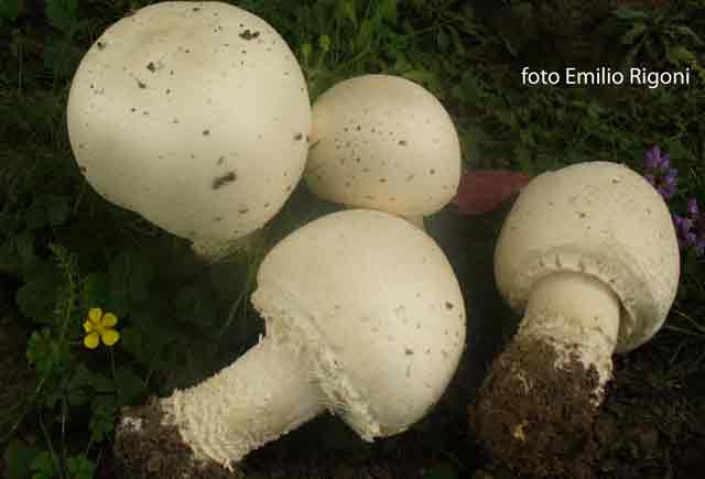 agaricus albertii