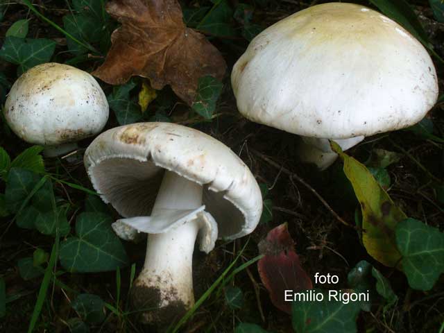 Agaricus arvensis