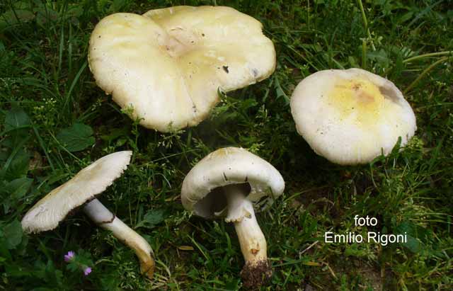 Agaricus arvensis