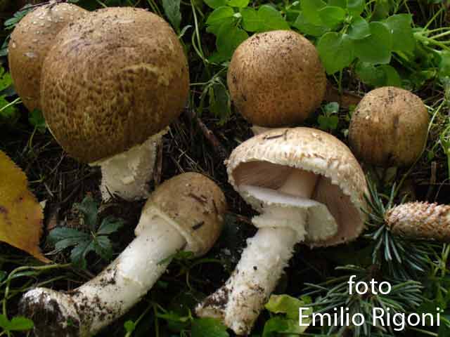Agaricus augustus var augustus
