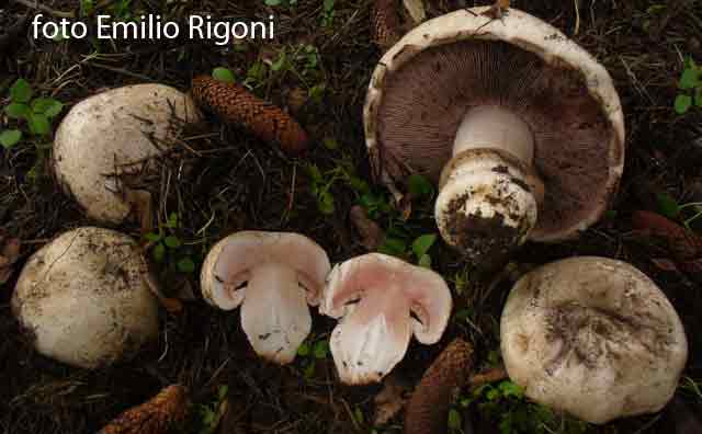 Agaricus bernardii