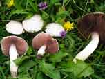 Agaricus campestris