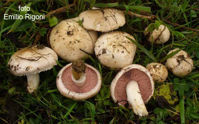 Agaricus campestris var campestris