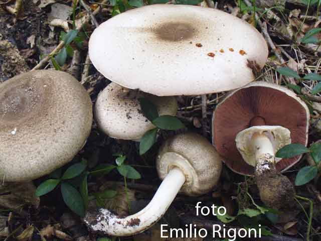 Agaricus moelleri