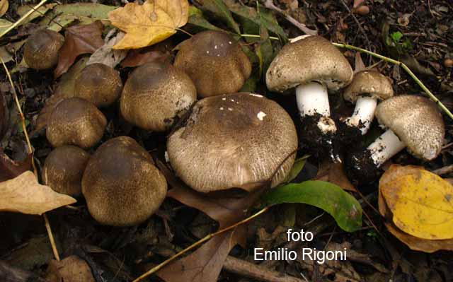 Agaricus moelleri