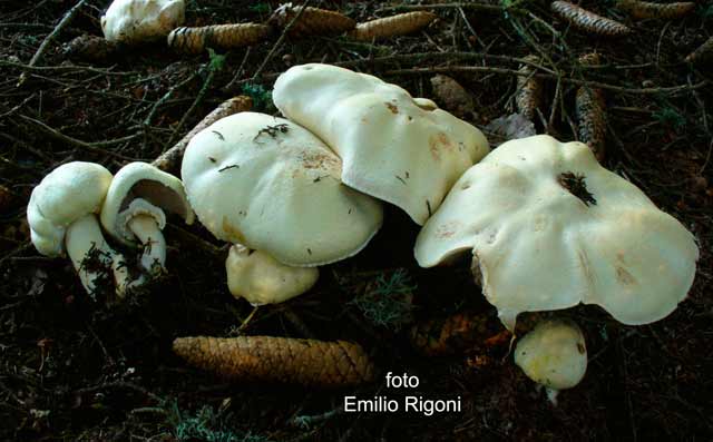 Agaricus silvicola