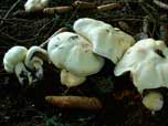 Agaricus silvicola