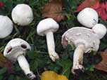 Agaricus xanthodermus