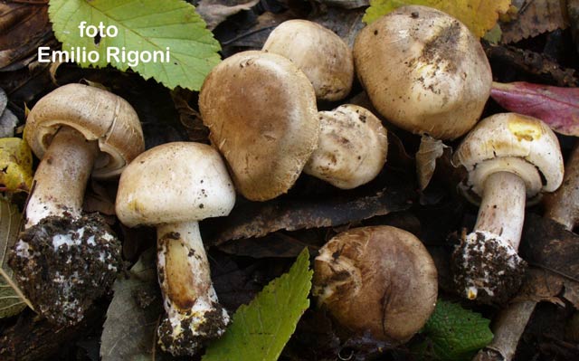 Agaricus xanthodermus var griseus