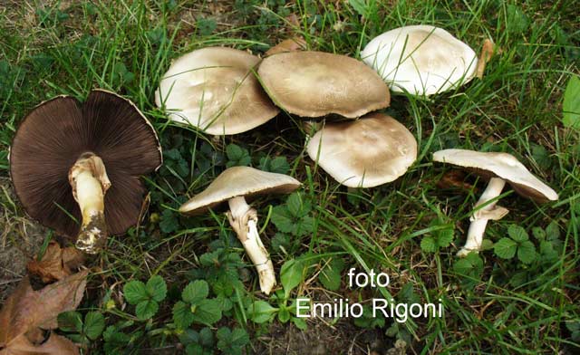 Agaricus xanthodermus var griseus