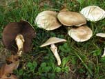 Agaricus xanthodermus var griseus 