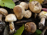 Agaricus xanthodermus var griseus 