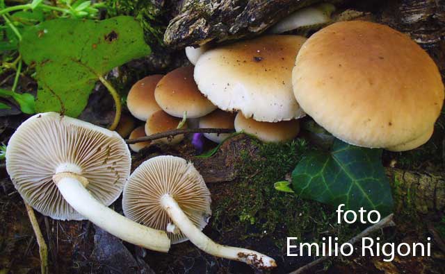 Agrocybe aegerita