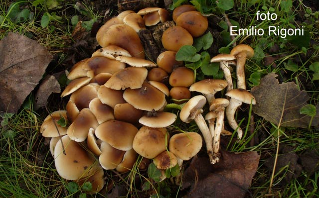 Agrocybe aegerita