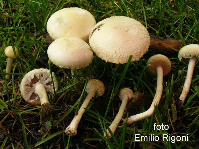 Agrocybe molesta