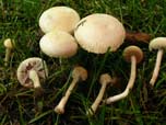 Agrocybe molesta 