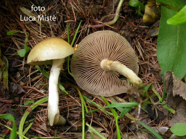 Agrocybe paludosa