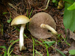 Agrocybe paludosa