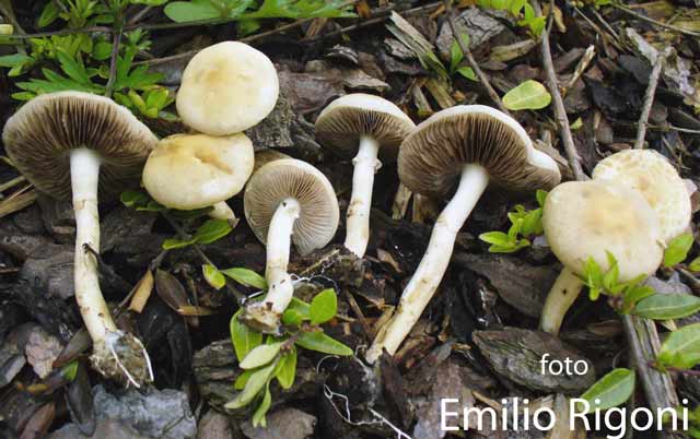 Agrocybe praecox