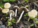 Agrocybe praecox