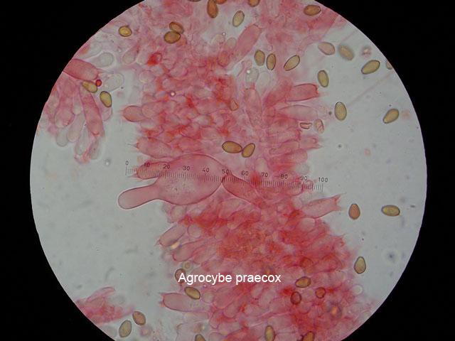  spore di Agrocybe praecos 