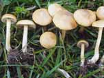 Agrocybe vervacti 