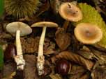 Amanita fulva