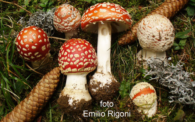Amanita muscaria
