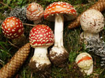 Amanita muscaria 