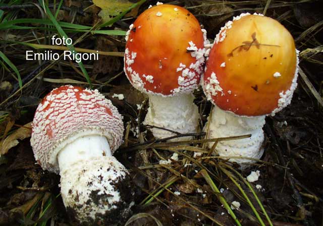 Amanita muscaria