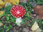 Amanita muscaria