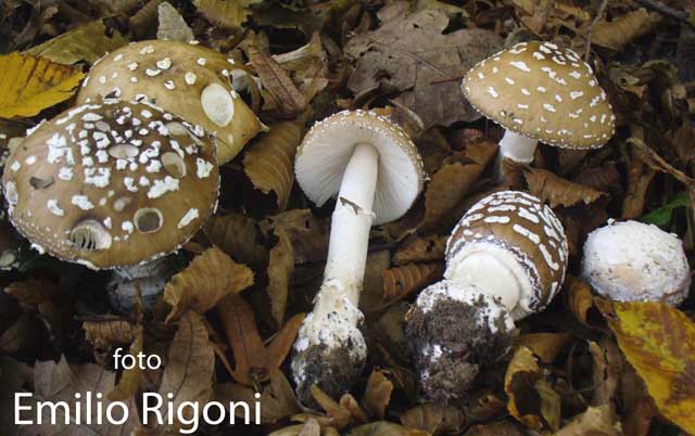 Amanita pantherina