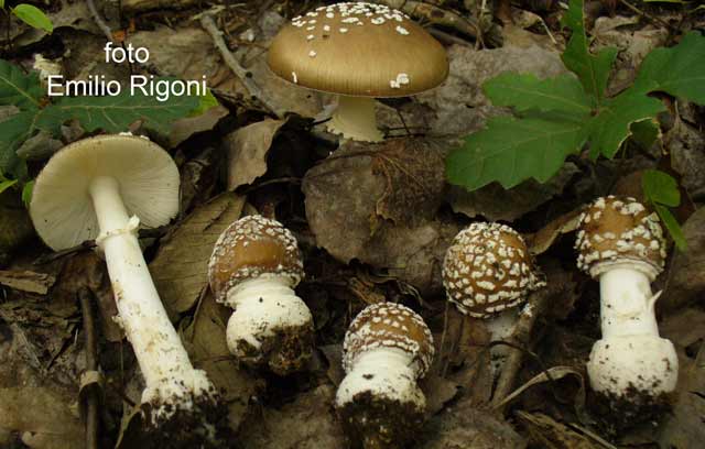 Amanita pantherina