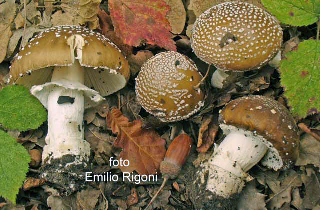 Amanita pantherina