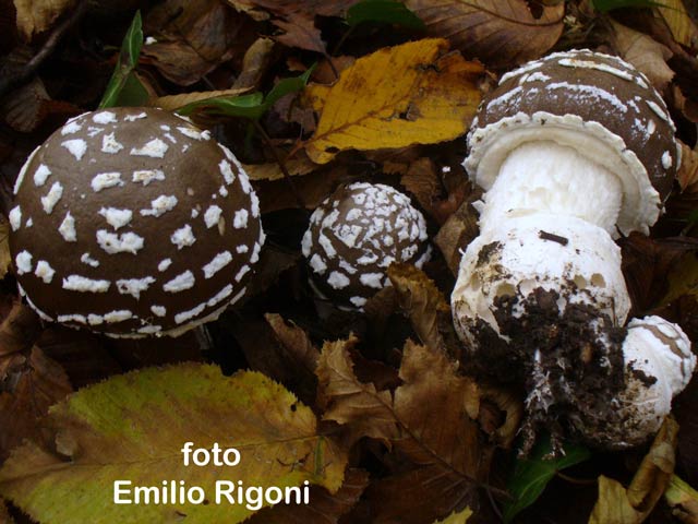 Amanita pantherina var.abietum
