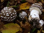 Amanita pantherina var. abietum