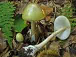 Amanita phalloides