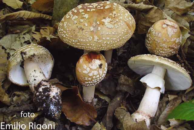  Amanita rubescens