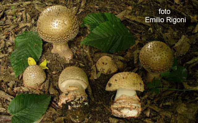  Amanita rubescens