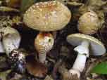 Amanita rubescens