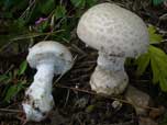 Amanita strobiliformis