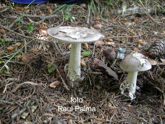 Amanita Vaginata