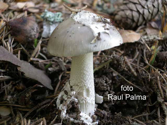 Amanita Vaginata