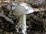 Amanita vaginata 